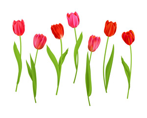 Elements Isolated tulips flowers