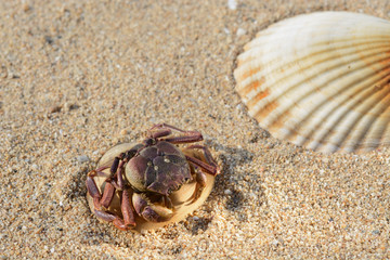 Crab on the shell. Seascape.