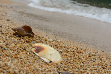 Starfish and shell on the seashore.