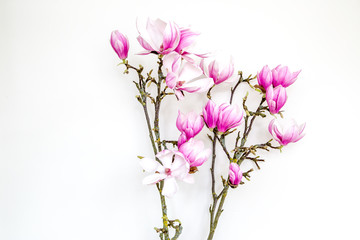 Fototapeta na wymiar Magnolia flower blooming