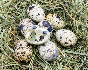 Fototapeta premium Wachtelei nach Schlüpfen