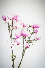 Obraz premium Magnolia flower blooming