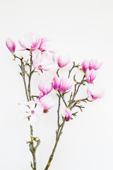 Naklejka na ściany i meble Magnolia flower blooming