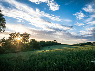 Fototapeta na wymiar field of crops with the setting sun