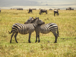Fototapeta na wymiar Two zebras playing with each other in africa