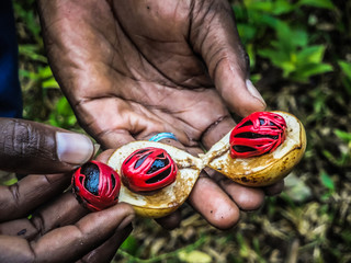 afrmers hand presenting a fresh nutmeg fruit in zanzibar