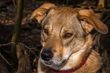Cute dog with brown fur