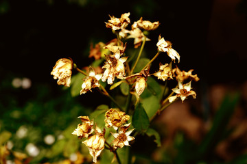 Jasmine flowers withered from white to brown color
