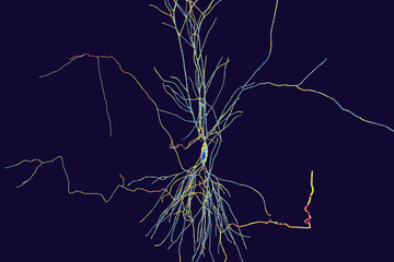 Human hippocampus neuron, computer reconstruction, 3D illustration. Damage of hippocampus is involved in development of Alzheimer's disease, other form of dementia, memory loss, epilepsy, depression
