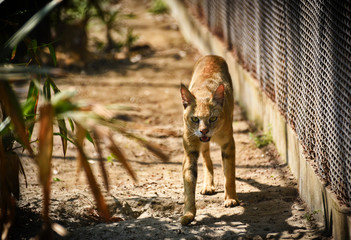The Wild Cat