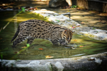 the Fishing Cat