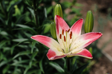 Fototapeta premium pink lily flower in garden