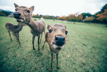Fototapeta premium Deers and animals in Nara park, kyoto, Japan