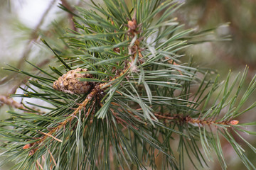 a bump on the pine