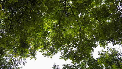 Photo of the canopy with sunlight shining through the leaves.