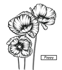 Hand drawing Poppy, Tulip and Carnation flowers. Vector, illustration and clip art on white backgrounds.Idea for business visit card, typography vector,print for t-shirt.