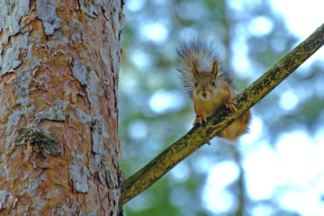 Squirrel sits on a pine bough