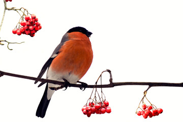 Red-breasted handsome bullfinch among berries of red mountain ash