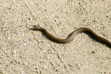 The Viper crawls across the road