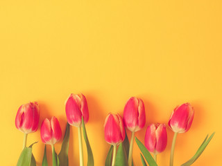Tulpen auf einem gelben Hintergrund, Frühling, Ostern, Textraum