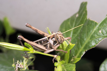 Grasshopper