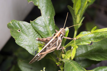 Grasshopper
