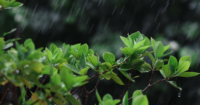 Close up the green fresh leave branch under tropical rain water drop falling in the garden  , 4K Dci resolution