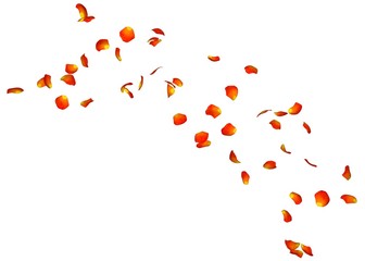 Orange rose petals in flying in the air