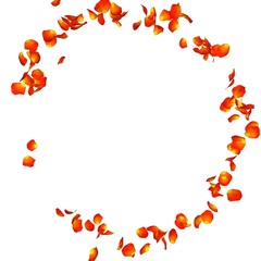 Orange rose petals in flying in the air