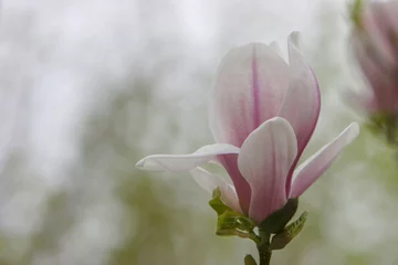 Crédence de cuisine en verre imprimé Magnolia Magnolien (Magnolia)