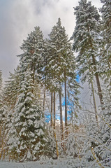 Blue sky over forest in Harz mountains in a winter