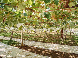 マスカット畑