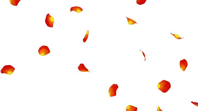 Orange rose petals flying isolated on white background. The video is looped. The quality of 4K