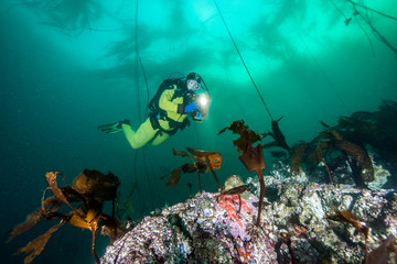 Scuba Diving in British Columbia, Canada