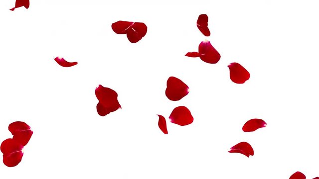 Red rose petals flying isolated on white background. The video is looped. The quality of 4K