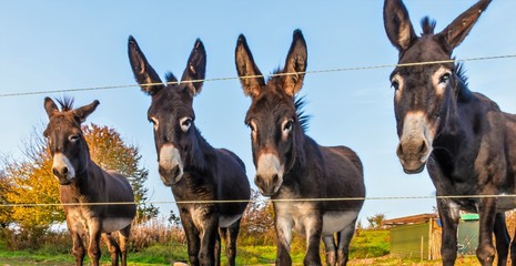 A lovely donkey family on the pasture with electric fence on a sunny autumn day in October at Marburg in Germany.