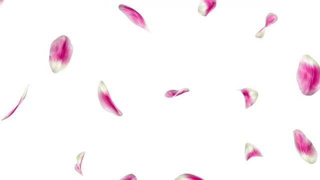 Petals tulips flying isolated on white background. The video is looped. The quality of 4K
