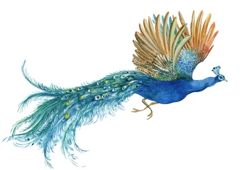 Fotobehang peacock watercolor illustration © mitrushova