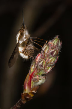 Gro&szlig;er Wollschweber