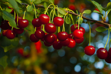 sour cherry fruits hanging on branch
