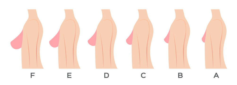 breast size and type vector