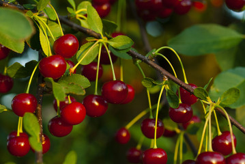 sour cherry fruits hanging on branch