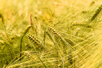 green wheat