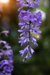 Fototapeta na wymiar Purple Wreath flower.