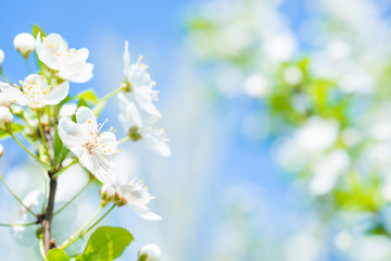 Obraz na płótnie Canvas Branch with white flowers on a blossom cherry tree, soft background of green spring leaves and blue sky