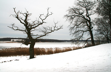 Fototapeta na wymiar Naked trees in the snow