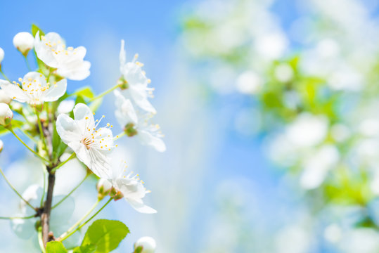 Branch with white flowers on a blossom cherry tree, soft background of green spring leaves and blue sky
