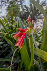 flowers in park badalona