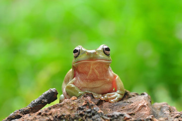 Frog