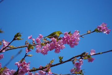 河津桜とメジロ